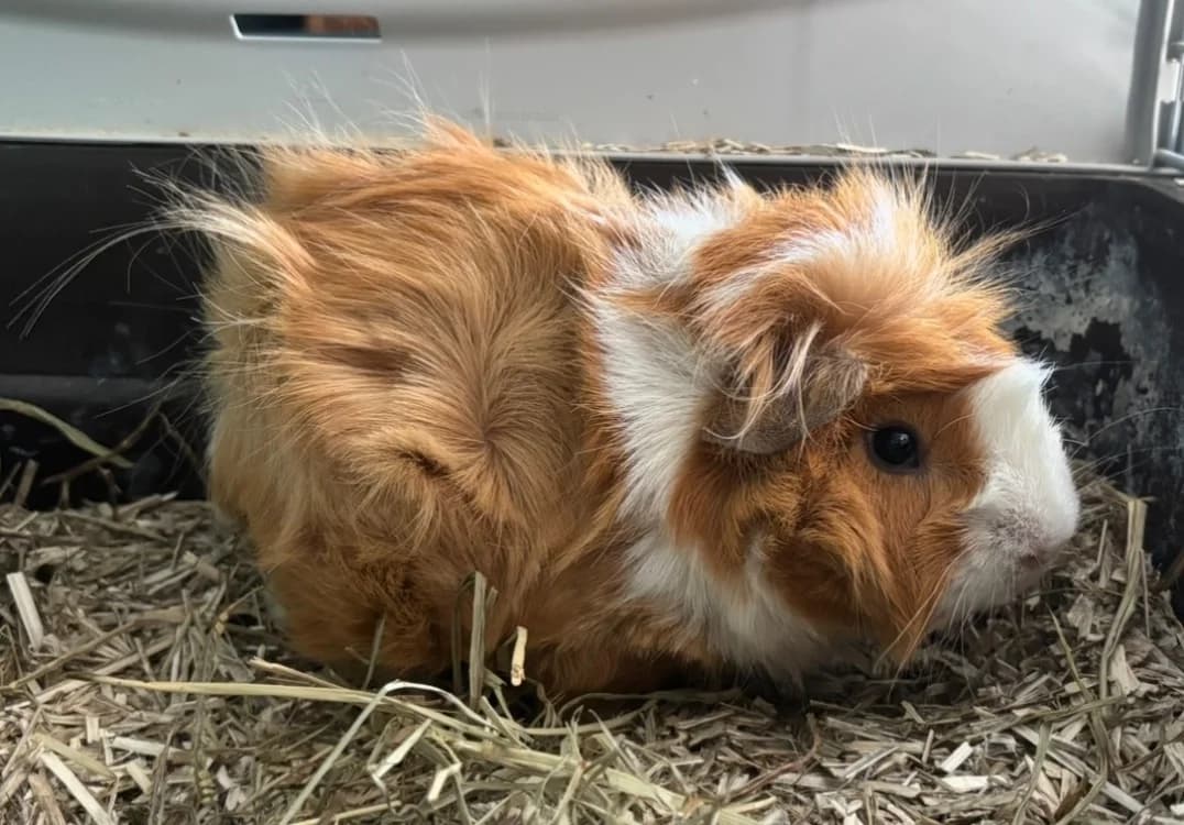 CRACOTTE, female young Mixed Breed for adoption at SPA Pornic, Pornic