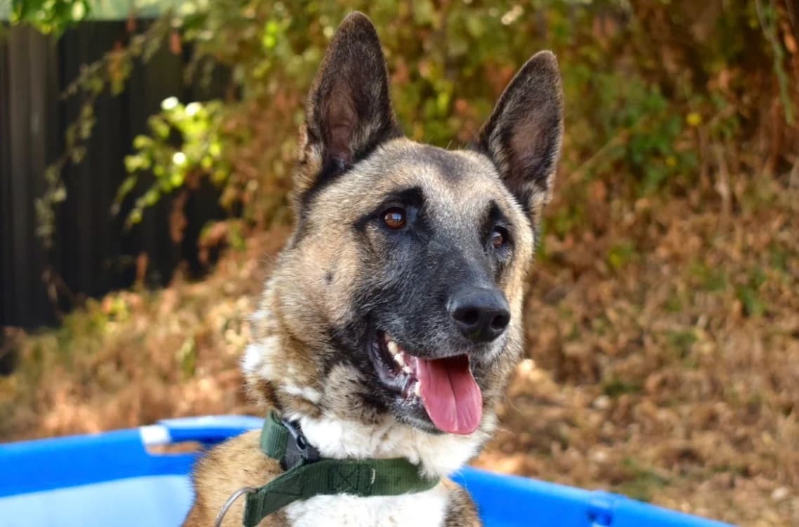 SULTAN, male 4yo Mixed Breed for adoption at SPA Pornic, Pornic