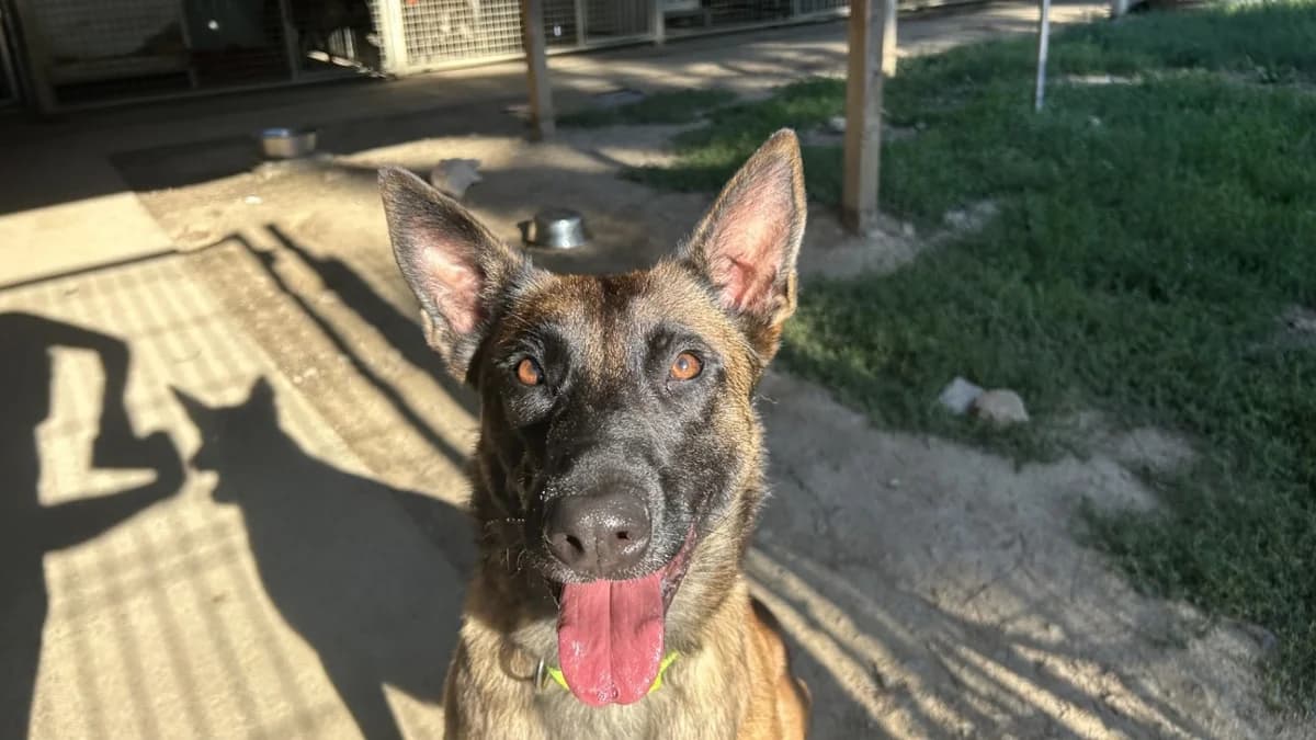 TAIGA, female young Belgian Malinois for adoption at SPA Pornic, Pornic