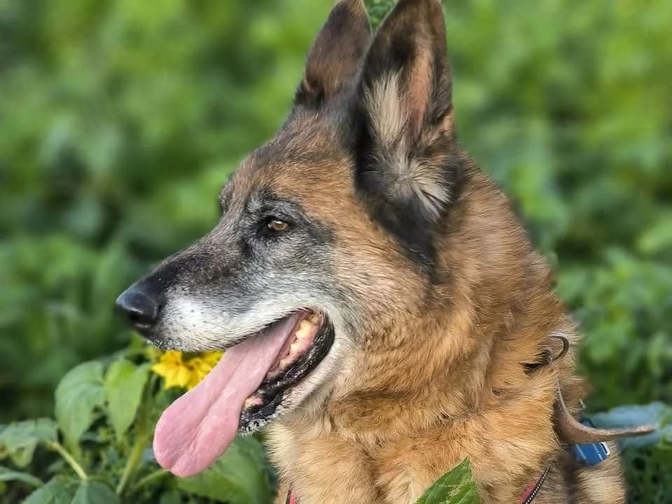 JUNIOR, male senior German Shepherd for adoption at Amiens), Poulainville
