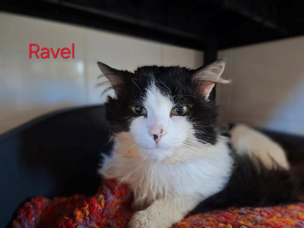 RAVEL, male 3yo mixed breed for adoption at Amiens), Poulainville