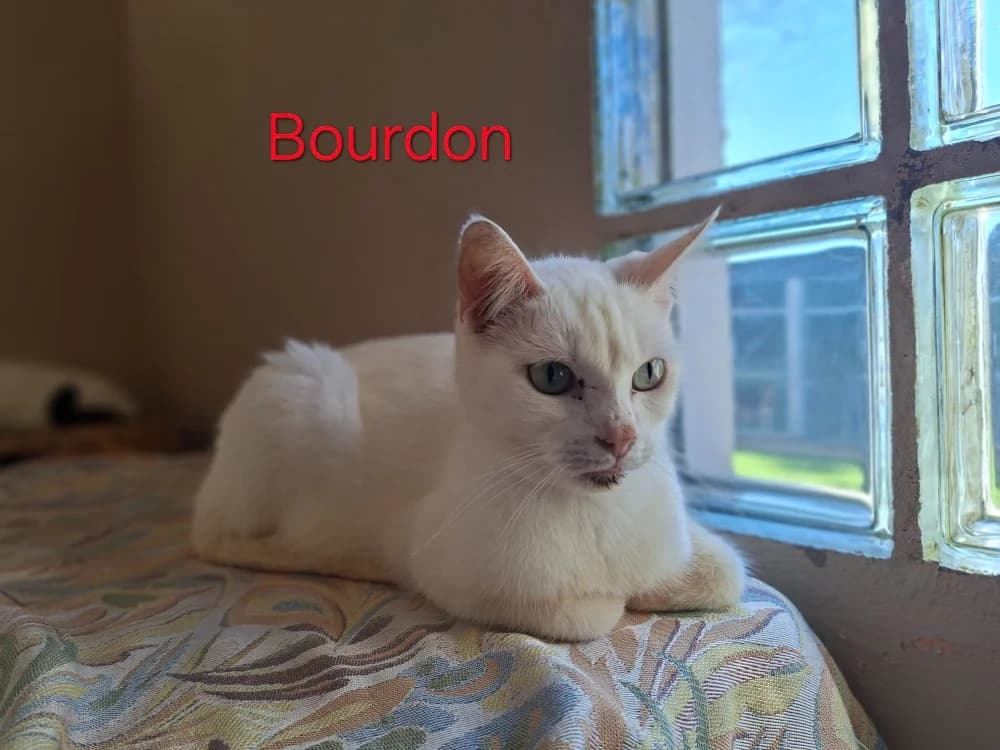 Bourdon, male mixed breed for adoption at Poulainville