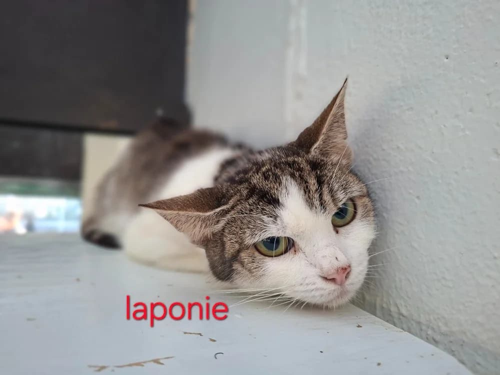 LAPONIE, female mixed breed for adoption at Poulainville