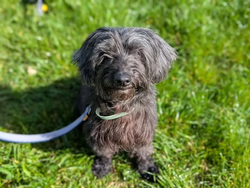BLACKY, male Poodle for adoption at Maison SPA), Tourcoing