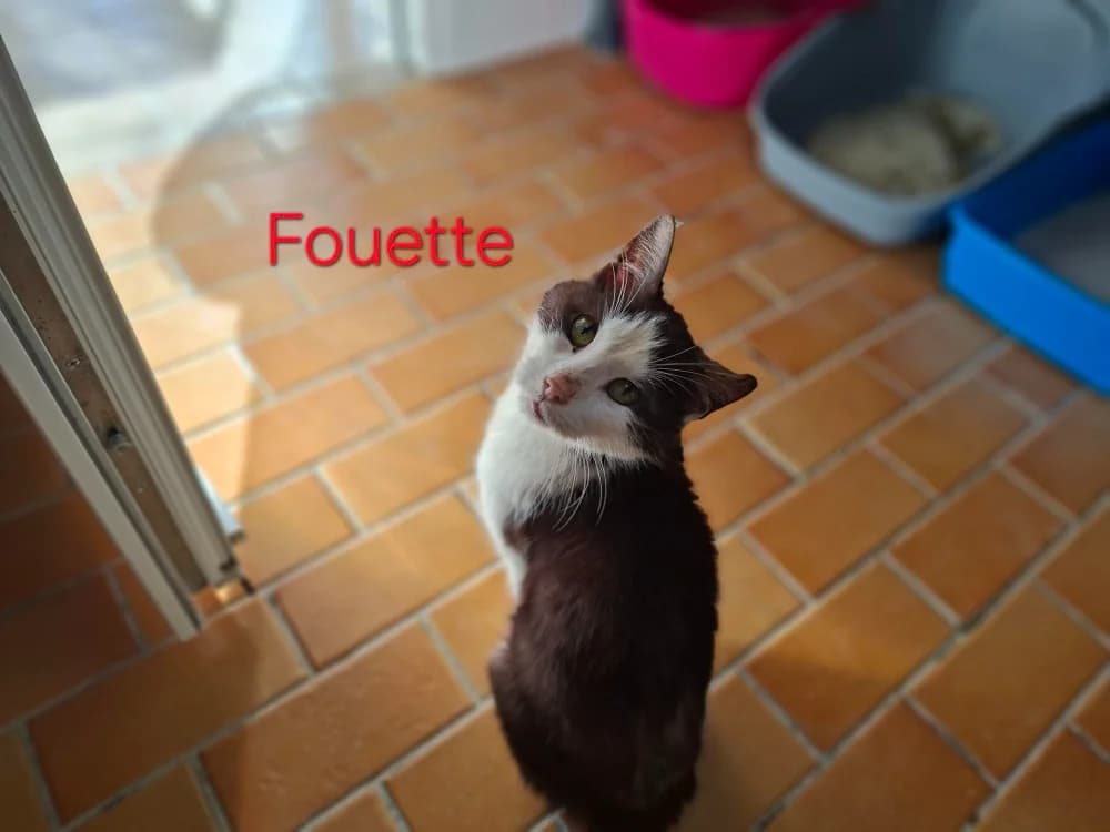 Fouette, male mixed breed for adoption at Poulainville
