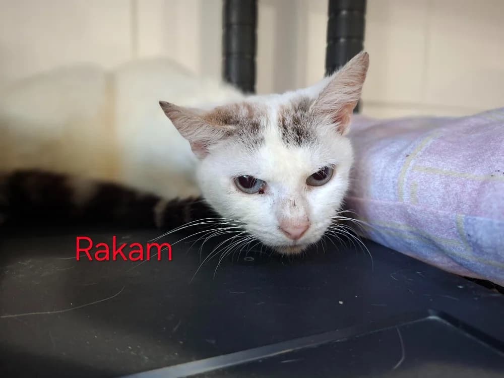 Rakam, male mixed breed for adoption at Poulainville