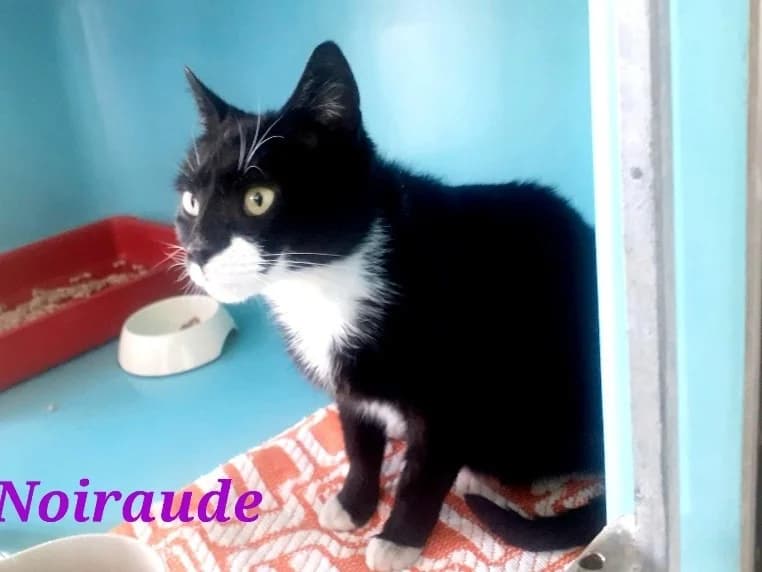 Noiraude, female mixed breed for adoption at Poulainville