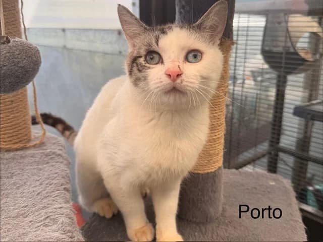 Porto, male mixed breed for adoption at Amiens), Poulainville