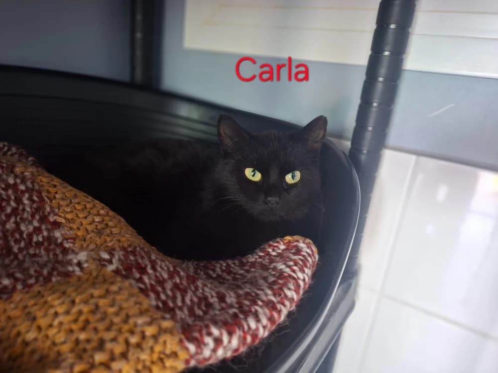 CARLA,  (SPA Laon)