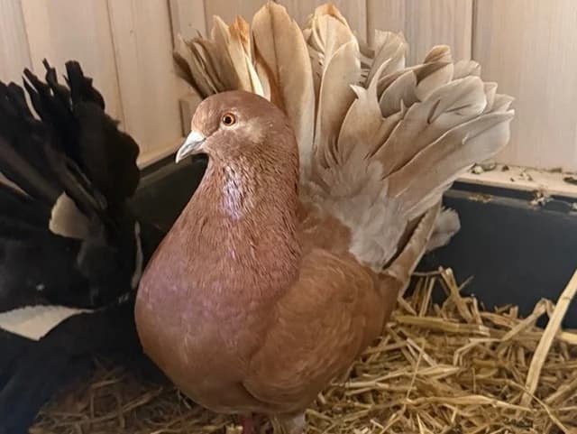 Punisher, female mixed breed for adoption at Amiens), Poulainville