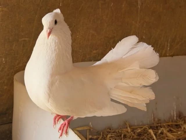 Bird Torch, female mixed breed for adoption at Amiens), Poulainville