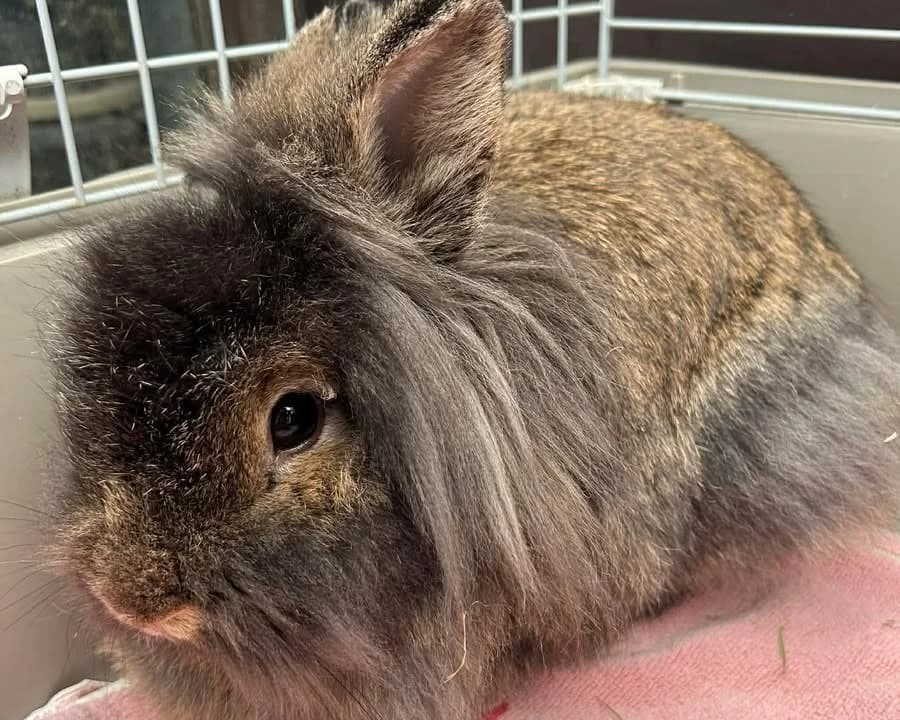 Deci, female mixed breed for adoption at Amiens), Poulainville