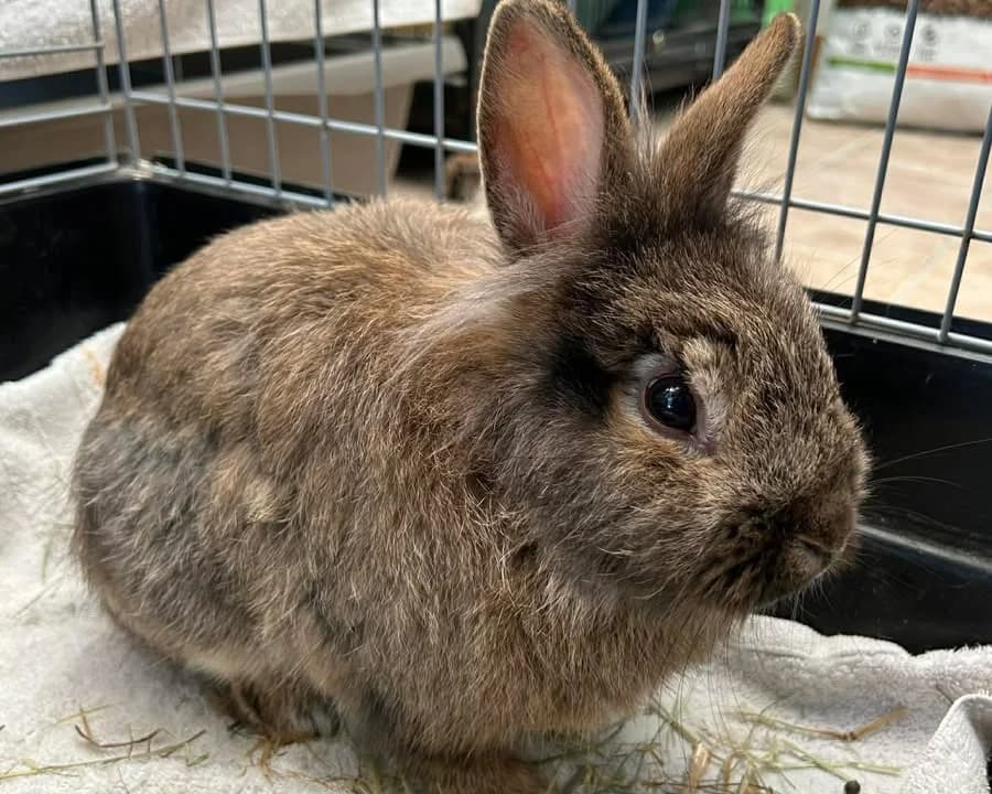 Novi, male mixed breed for adoption at Amiens), Poulainville