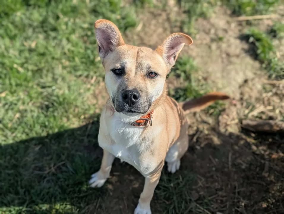Mabelle, female young Mixed Breed for adoption at Amiens), Poulainville