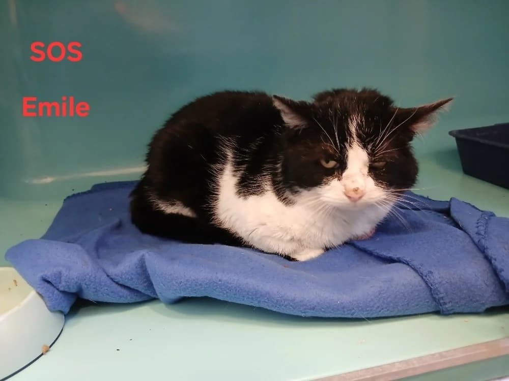 Emile, male 6yo Mixed Breed for adoption at Amiens), Poulainville