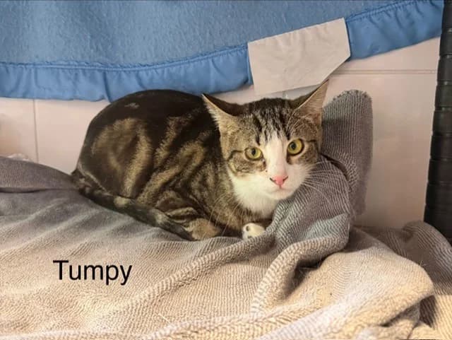 Tumpy, male Mixed Breed for adoption at Amiens), Poulainville
