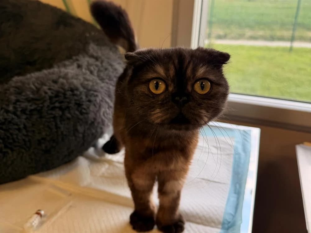 Dina, female Mixed Breed for adoption at Amiens), Poulainville