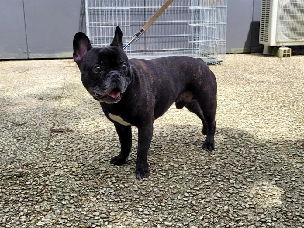 BROUCK, male senior French Bulldog for adoption at Amiens), Poulainville