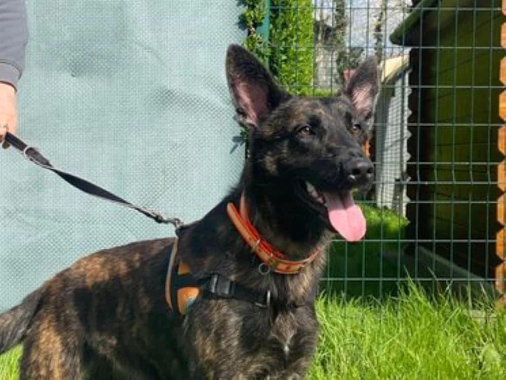 ULCAN, male 3yo mixed breed for adoption at Amiens), Poulainville