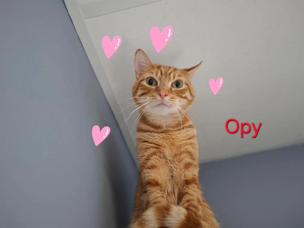 Opy, male 3yo Mixed Breed for adoption at Amiens), Poulainville