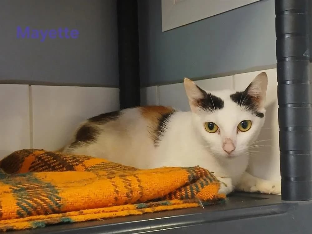 Mayette, female young Mixed Breed for adoption at Amiens), Poulainville