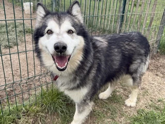 Ragnar, male 6yo Alaskan Malamute for adoption at Amiens), Poulainville