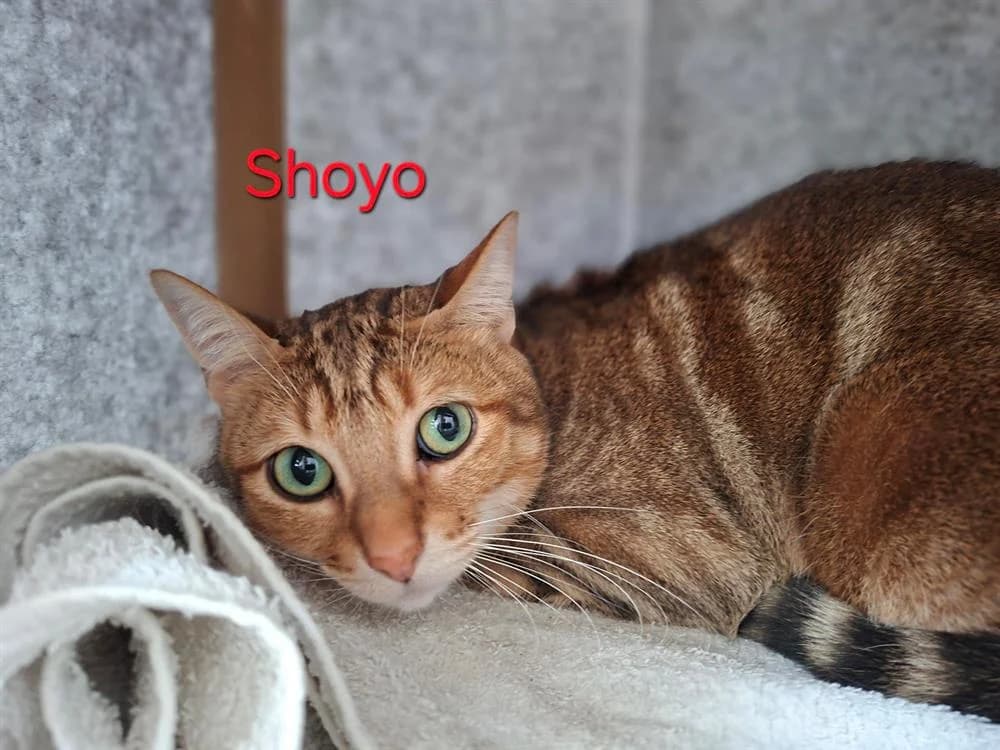 Shoyo, male 3yo Mixed Breed for adoption at Amiens), Poulainville