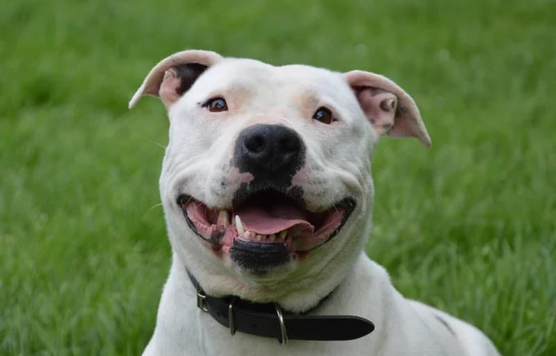 AYA, female senior Mixed Breed for adoption at Amiens), Poulainville
