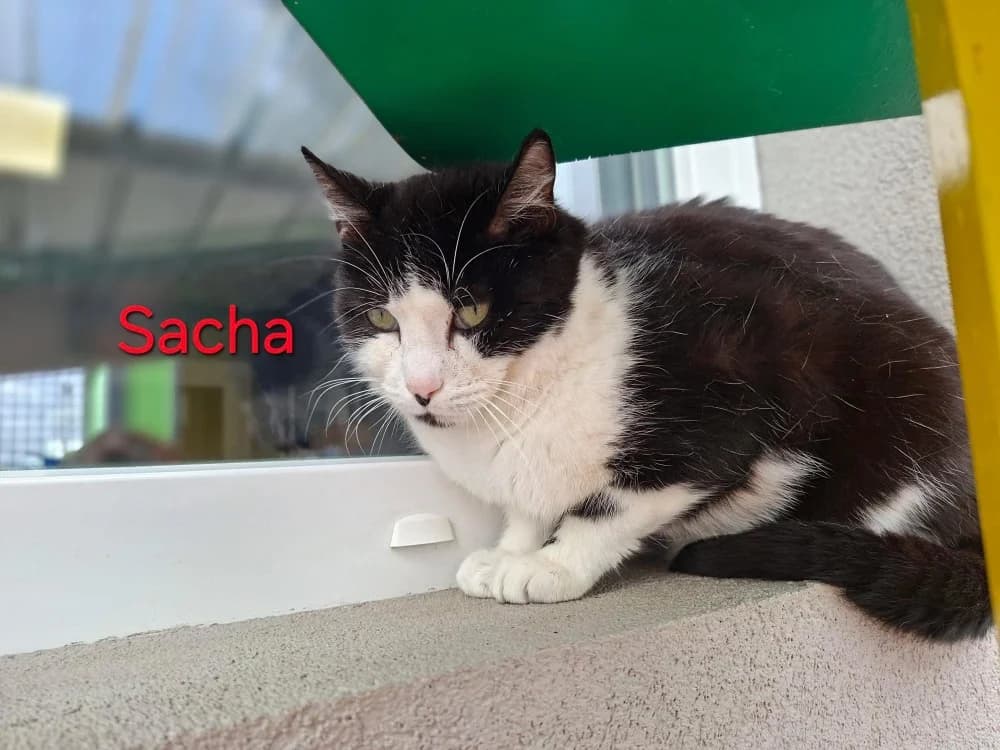 SACHA, male 5yo Mixed Breed for adoption at Amiens), Poulainville