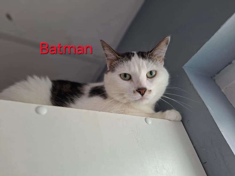 Batman, male 3yo mixed breed for adoption at Amiens), Poulainville