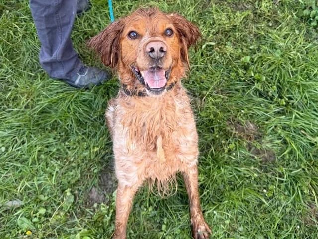 ZIZOU, male 5yo Brittany Spaniel for adoption at Amiens), Poulainville