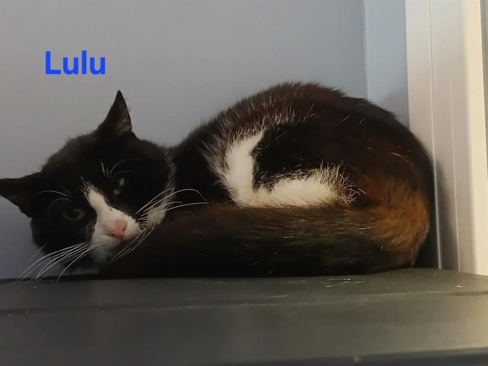 Lulu, male young Mixed Breed for adoption at Amiens), Poulainville