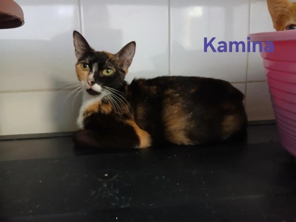 Kamina, female young Mixed Breed for adoption at Amiens), Poulainville