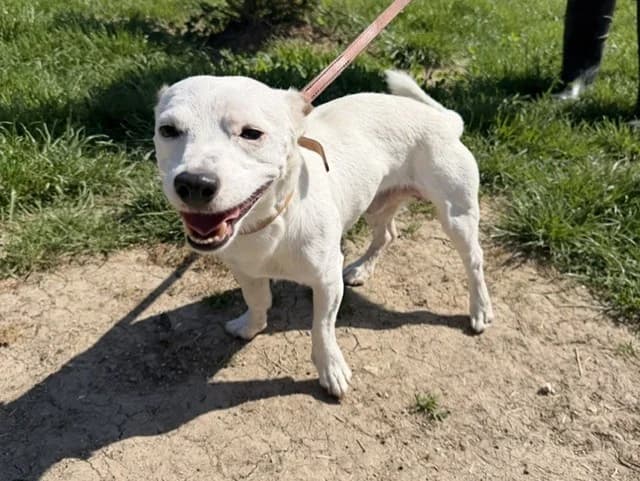 Sky, male 3yo Jack Russell Terrier for adoption at Amiens), Poulainville