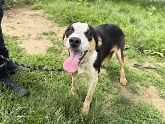 Vixie, female Mixed Breed for adoption at Amiens), Poulainville