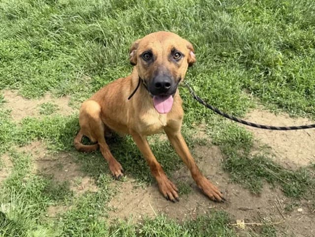 Zuko, male mixed breed for adoption at Amiens), Poulainville