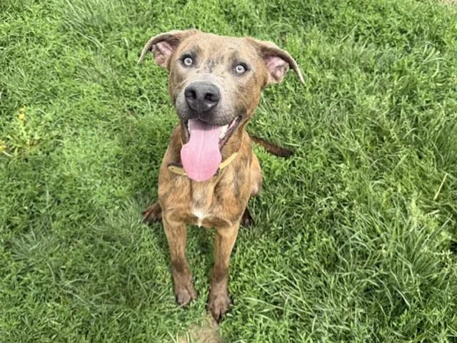 Viko, male Mixed Breed for adoption at Amiens), Poulainville