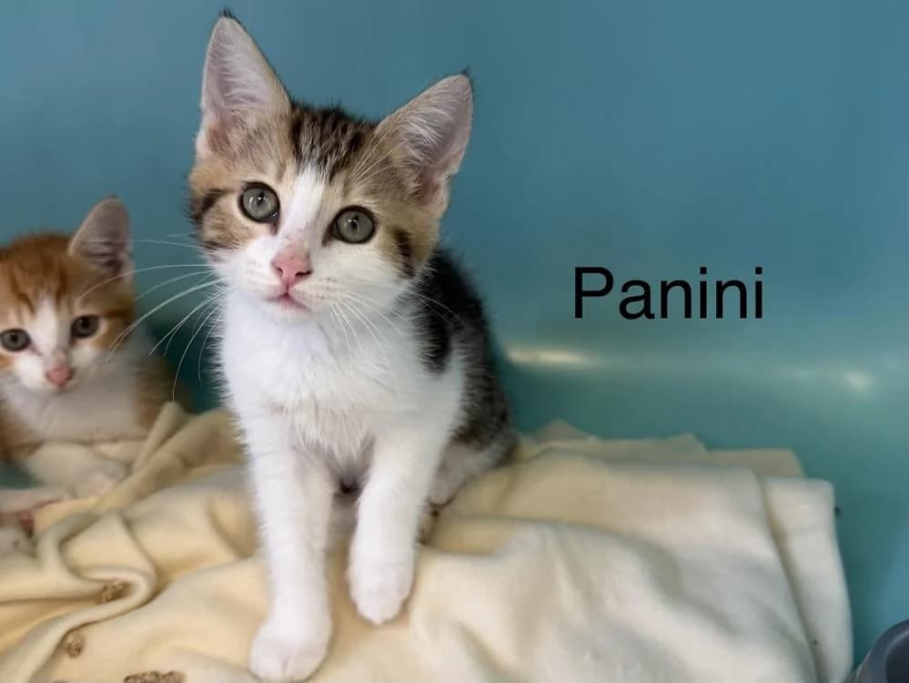 Panini, male puppy Mixed Breed for adoption at Amiens), Poulainville