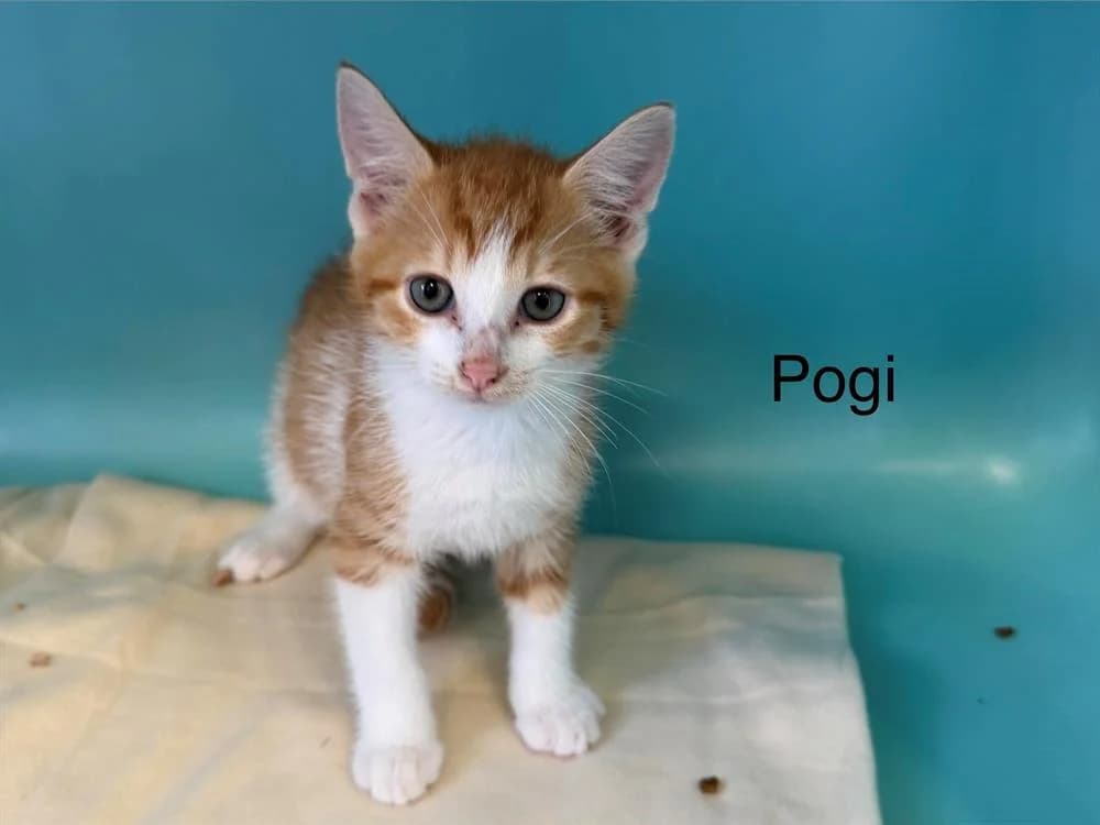 Pogi, male puppy Mixed Breed for adoption at Amiens), Poulainville