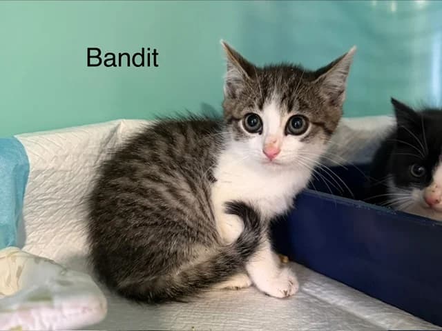 BANDIT, male puppy Mixed Breed for adoption at Amiens), Poulainville