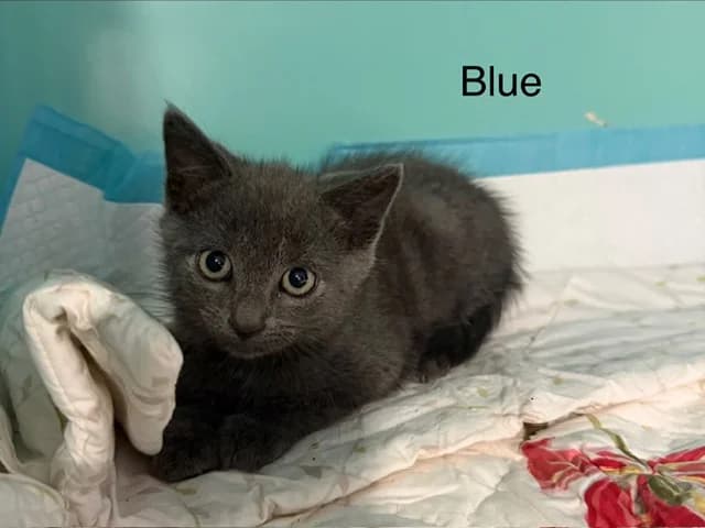 Blue, male puppy Mixed Breed for adoption at Amiens), Poulainville