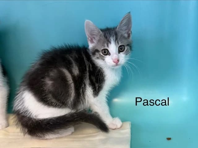 Pascal, male puppy Mixed Breed for adoption at Amiens), Poulainville