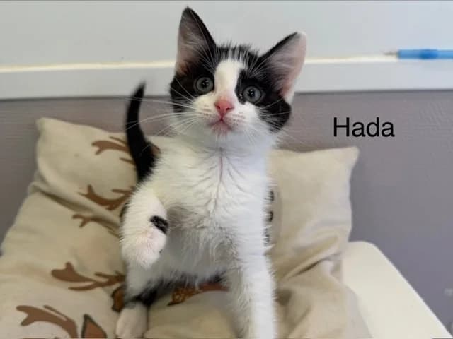 Hada, female Mixed Breed for adoption at Amiens), Poulainville