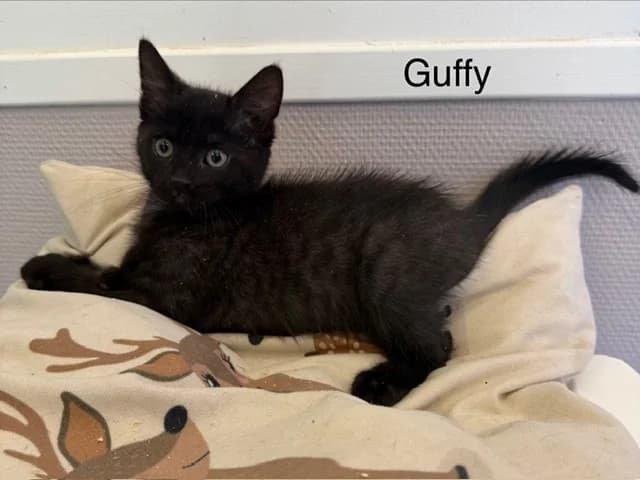 Guffy, male puppy Mixed Breed for adoption at Amiens), Poulainville