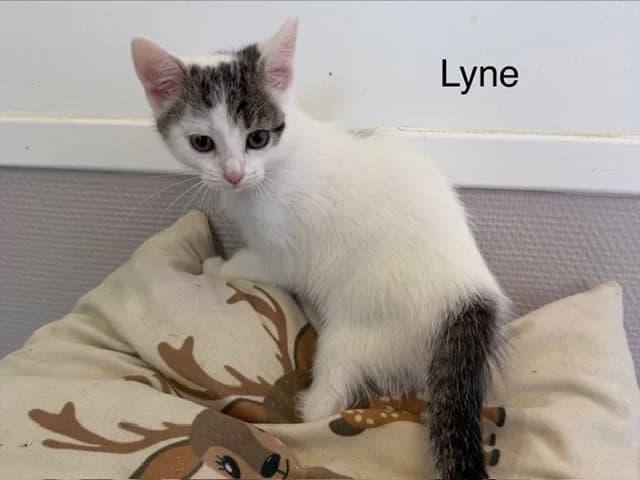 Lyne, female Mixed Breed for adoption at Amiens), Poulainville