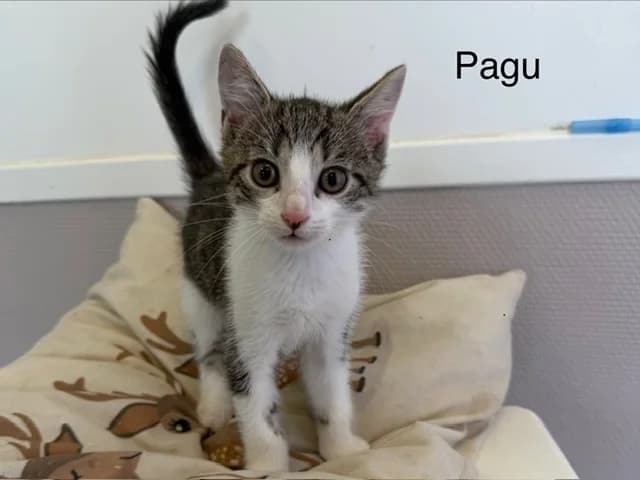 Pagu, male puppy Mixed Breed for adoption at Amiens), Poulainville