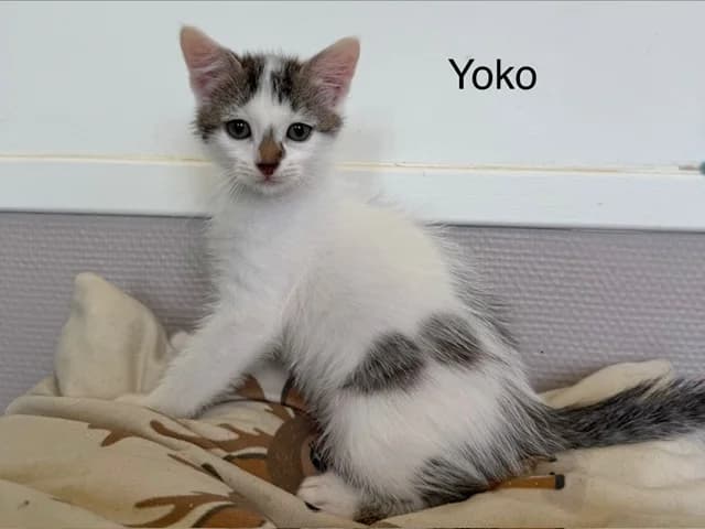 Yoko, male puppy Mixed Breed for adoption at Amiens), Poulainville