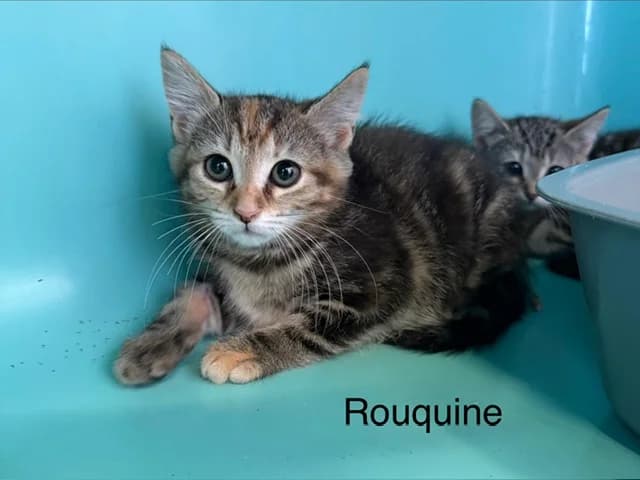 Rouquine, female Mixed Breed for adoption at Amiens), Poulainville
