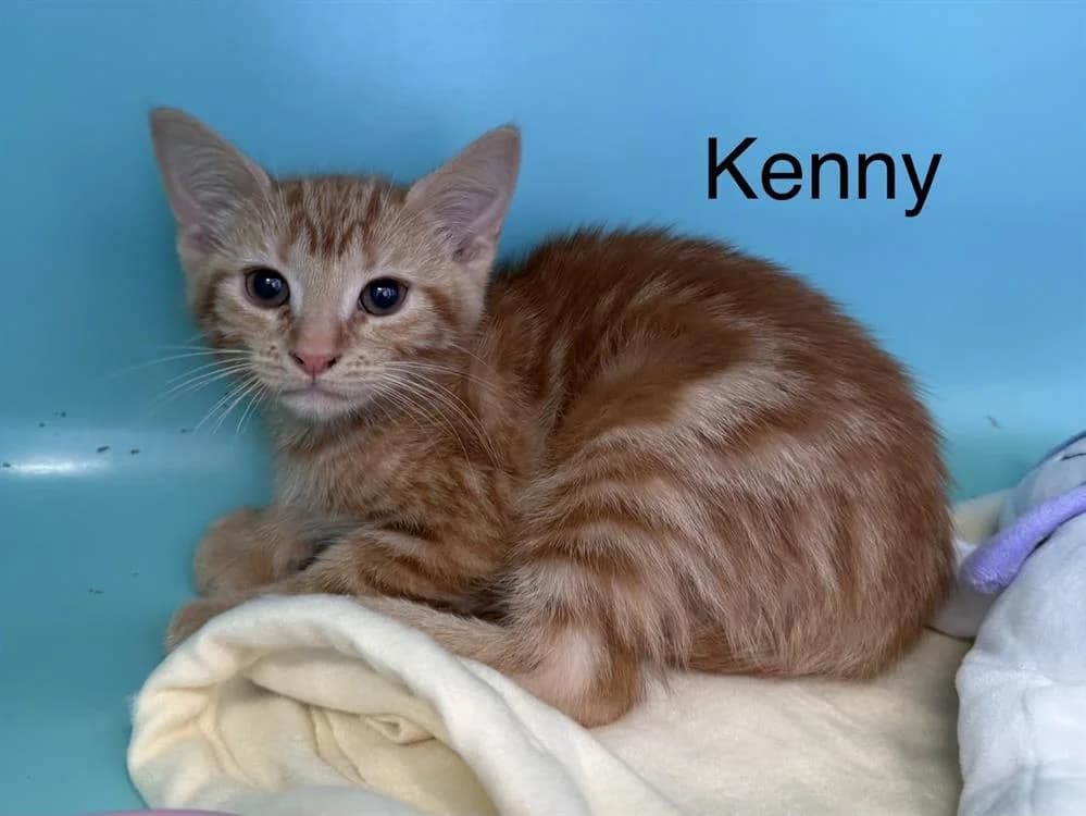 Kenny, male puppy Mixed Breed for adoption at Amiens), Poulainville