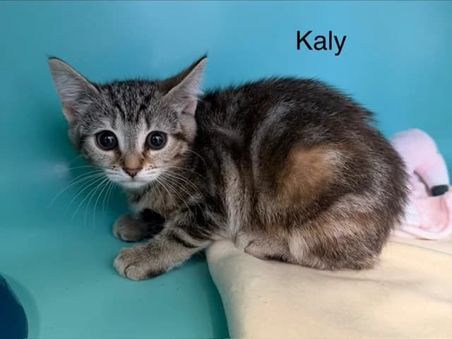 Kaly, female Mixed Breed for adoption at Amiens), Poulainville